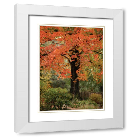 Fall Maple Fever III White Modern Wood Framed Art Print with Double Matting by Geyman, Vitaly