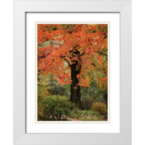 Fall Maple Fever III White Modern Wood Framed Art Print with Double Matting by Geyman, Vitaly