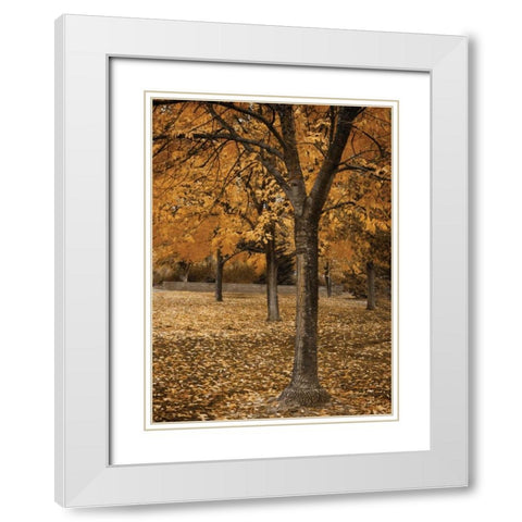 Fall Tree Grove I White Modern Wood Framed Art Print with Double Matting by Geyman, Vitaly