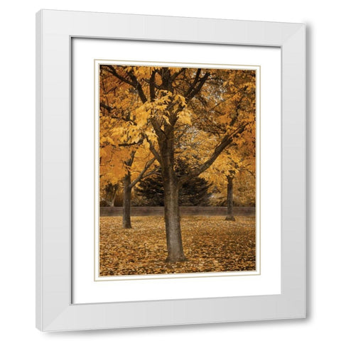 Fall Tree Grove II White Modern Wood Framed Art Print with Double Matting by Geyman, Vitaly
