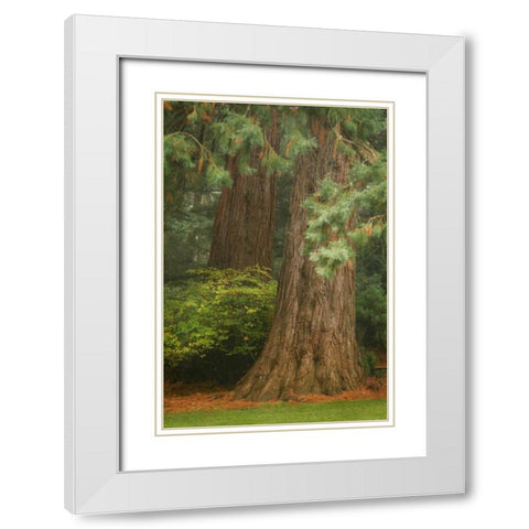 Ancient Forest I White Modern Wood Framed Art Print with Double Matting by Geyman, Vitaly