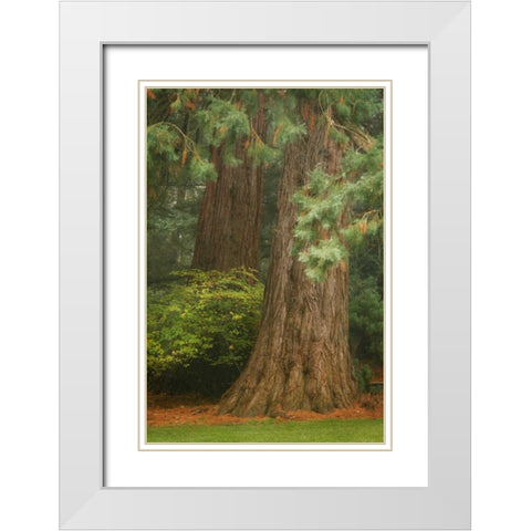 Ancient Forest I White Modern Wood Framed Art Print with Double Matting by Geyman, Vitaly