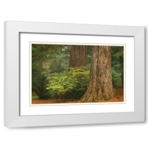 Ancient Forest III White Modern Wood Framed Art Print with Double Matting by Geyman, Vitaly