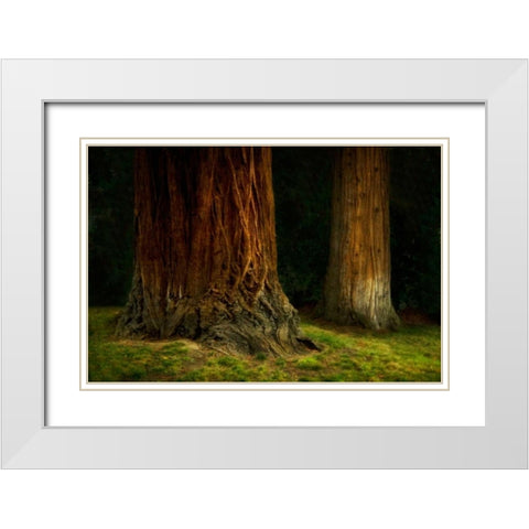 Ancient Forest IV White Modern Wood Framed Art Print with Double Matting by Geyman, Vitaly
