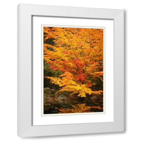 Fall Bouquet I White Modern Wood Framed Art Print with Double Matting by Geyman, Vitaly