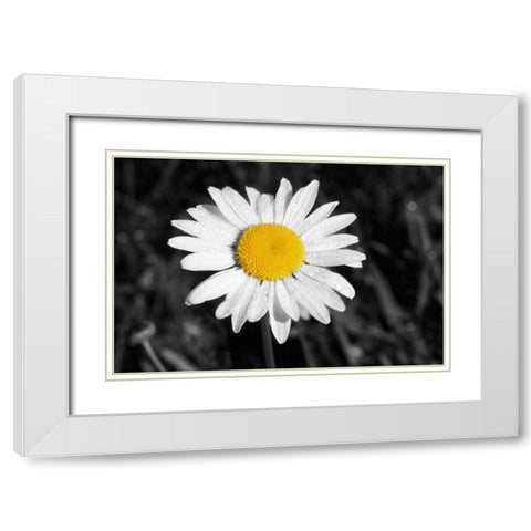 Morning Daisy I White Modern Wood Framed Art Print with Double Matting by Geyman, Vitaly