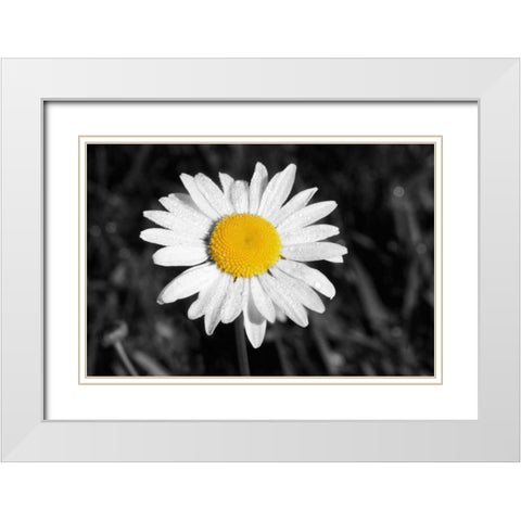 Morning Daisy I White Modern Wood Framed Art Print with Double Matting by Geyman, Vitaly
