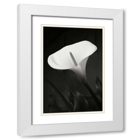 Calla Lily Perfection I White Modern Wood Framed Art Print with Double Matting by Geyman, Vitaly