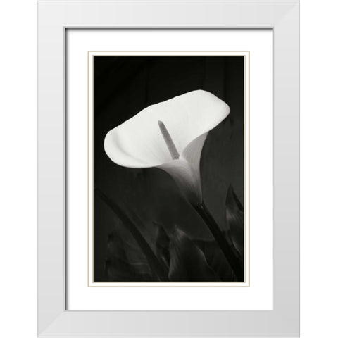 Calla Lily Perfection I White Modern Wood Framed Art Print with Double Matting by Geyman, Vitaly