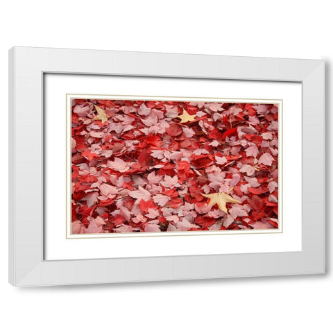 Red Carpet II White Modern Wood Framed Art Print with Double Matting by Geyman, Vitaly
