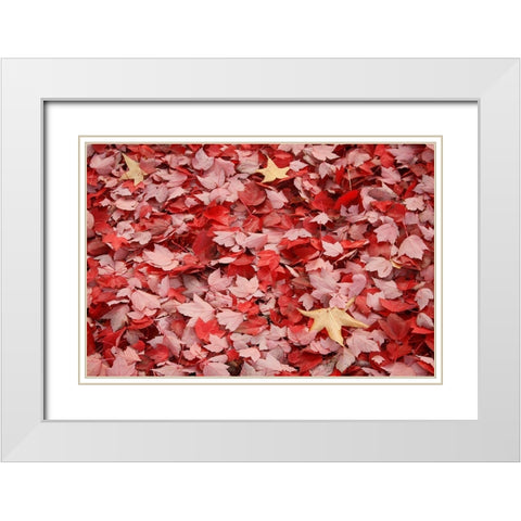 Red Carpet II White Modern Wood Framed Art Print with Double Matting by Geyman, Vitaly