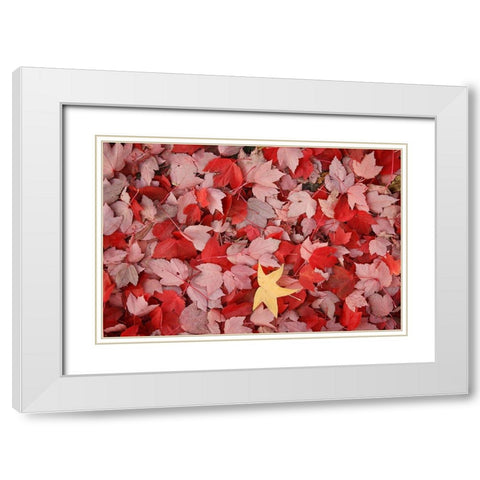Red Carpet III White Modern Wood Framed Art Print with Double Matting by Geyman, Vitaly