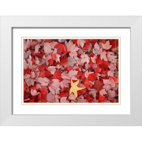 Red Carpet III White Modern Wood Framed Art Print with Double Matting by Geyman, Vitaly