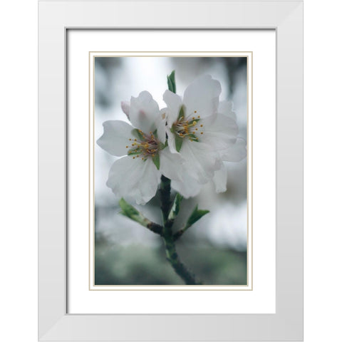 Spring Blossoms II White Modern Wood Framed Art Print with Double Matting by Geyman, Vitaly
