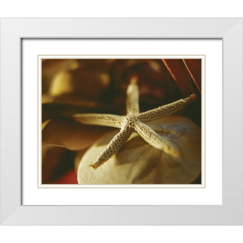 Starfish III White Modern Wood Framed Art Print with Double Matting by Clayton-Thompson, Philip