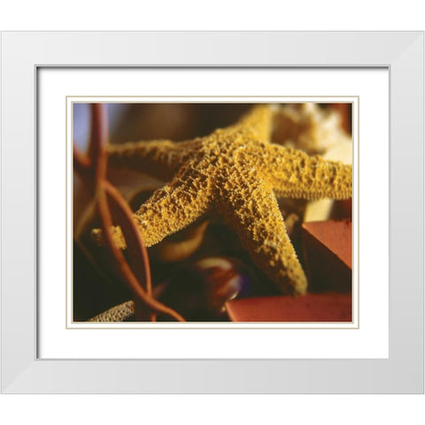 Starfish IV White Modern Wood Framed Art Print with Double Matting by Clayton-Thompson, Philip