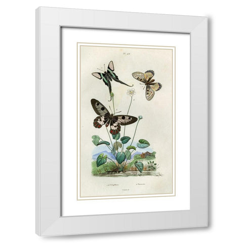 Papillons - Parnassie White Modern Wood Framed Art Print with Double Matting by Art Licensing Studio