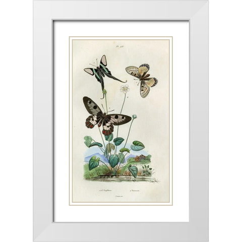 Papillons - Parnassie White Modern Wood Framed Art Print with Double Matting by Art Licensing Studio