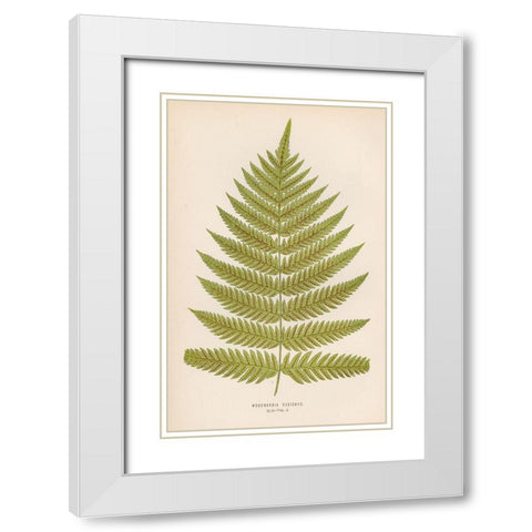 Woodwardia Radicans White Modern Wood Framed Art Print with Double Matting by Art Licensing Studio