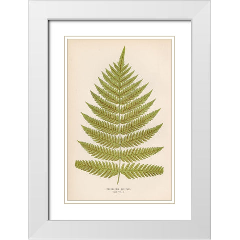 Woodwardia Radicans White Modern Wood Framed Art Print with Double Matting by Art Licensing Studio