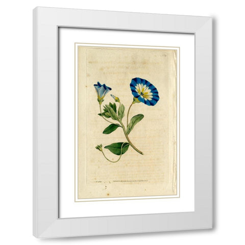 Blue Flower White Modern Wood Framed Art Print with Double Matting by Art Licensing Studio