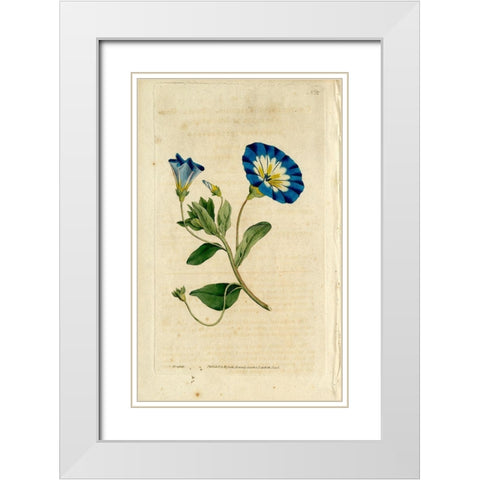 Blue Flower White Modern Wood Framed Art Print with Double Matting by Art Licensing Studio