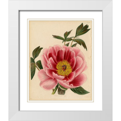 Paeonia Montan White Modern Wood Framed Art Print with Double Matting by Art Licensing Studio