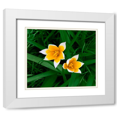 Birth White Modern Wood Framed Art Print with Double Matting by Heine, Ben