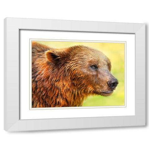 Cute Bear 2 White Modern Wood Framed Art Print with Double Matting by Heine, Ben