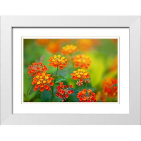 Tunisia 58 White Modern Wood Framed Art Print with Double Matting by Heine, Ben