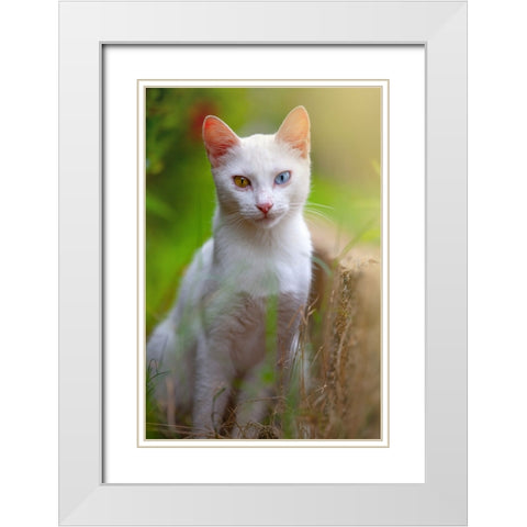 Tunisia 80 White Modern Wood Framed Art Print with Double Matting by Heine, Ben