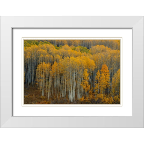 United We Stand 1 White Modern Wood Framed Art Print with Double Matting by Sherrell, Bill