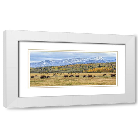 Grand Teton Bison Grazing White Modern Wood Framed Art Print with Double Matting by Galloimages Online