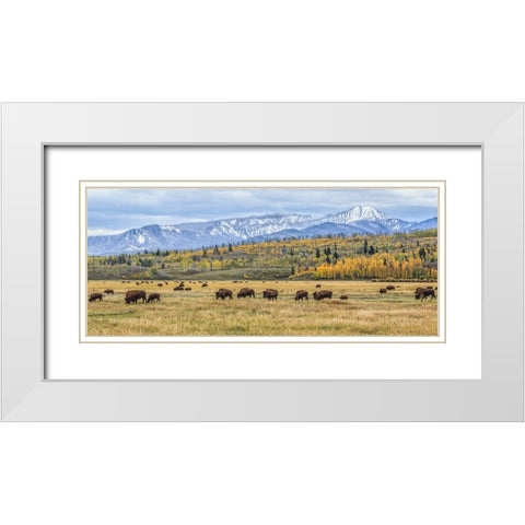 Grand Teton Bison Grazing White Modern Wood Framed Art Print with Double Matting by Galloimages Online