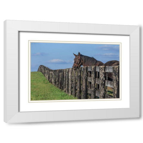 Hanging Out White Modern Wood Framed Art Print with Double Matting by Galloimages Online