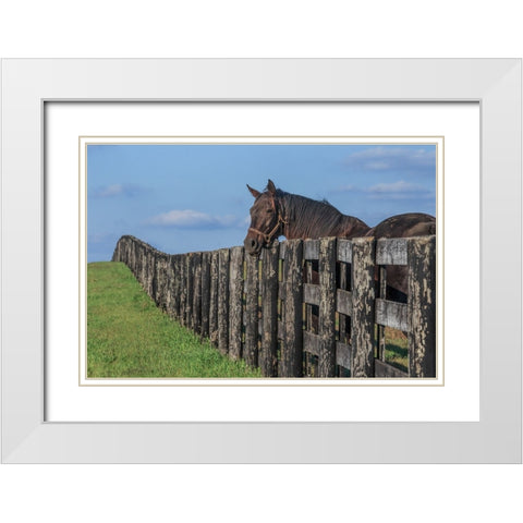 Hanging Out White Modern Wood Framed Art Print with Double Matting by Galloimages Online