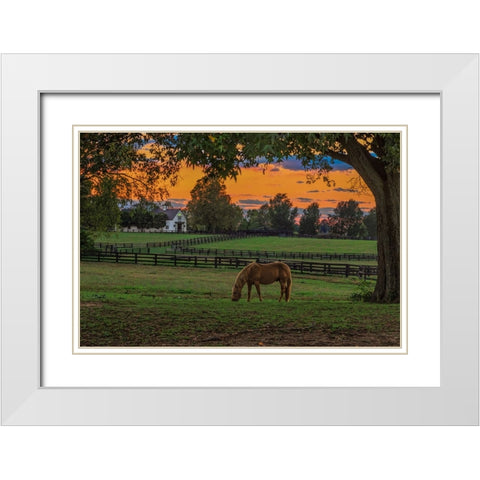 Horse Farm Sunset White Modern Wood Framed Art Print with Double Matting by Galloimages Online