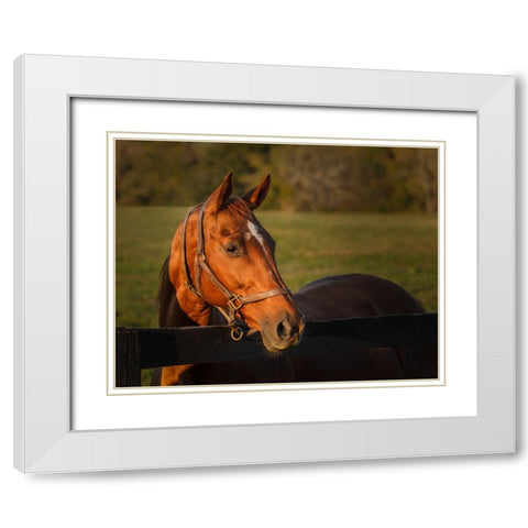 Horse Portrait White Modern Wood Framed Art Print with Double Matting by Galloimages Online