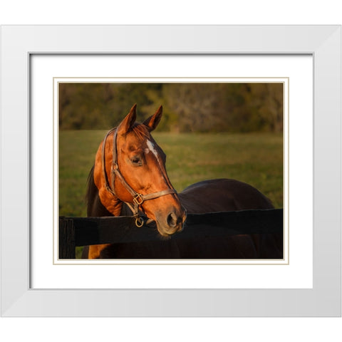 Horse Portrait White Modern Wood Framed Art Print with Double Matting by Galloimages Online