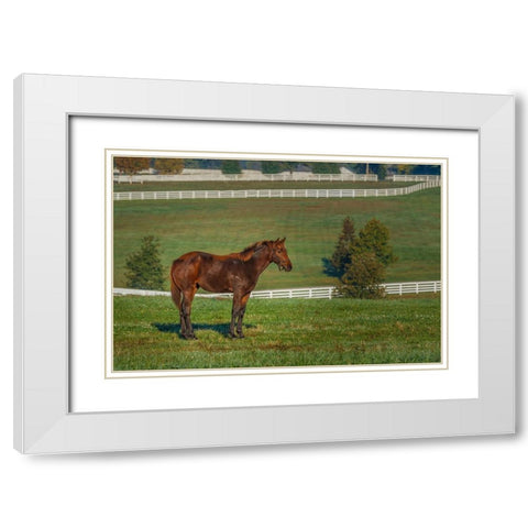 Out Standing In His Field (Oil Paint) White Modern Wood Framed Art Print with Double Matting by Galloimages Online