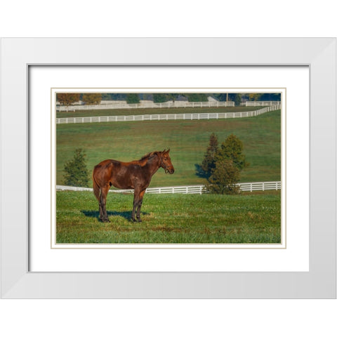 Out Standing In His Field (Oil Paint) White Modern Wood Framed Art Print with Double Matting by Galloimages Online