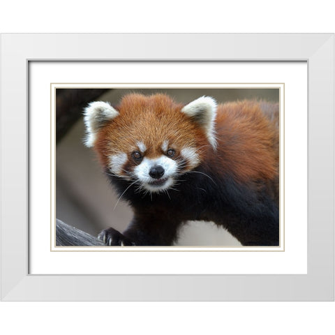 Red Panda White Modern Wood Framed Art Print with Double Matting by Galloimages Online