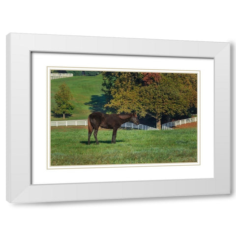 The Mane Event White Modern Wood Framed Art Print with Double Matting by Galloimages Online