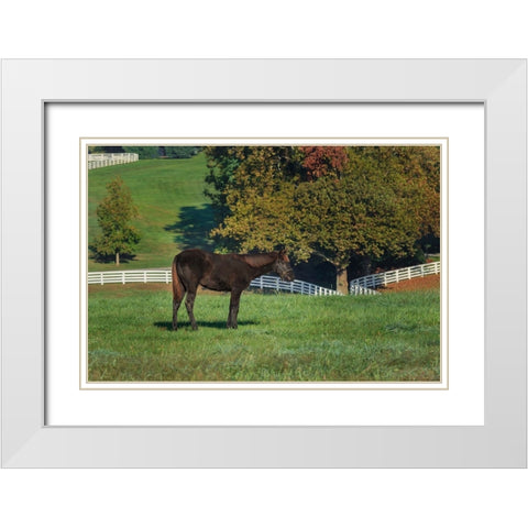The Mane Event White Modern Wood Framed Art Print with Double Matting by Galloimages Online