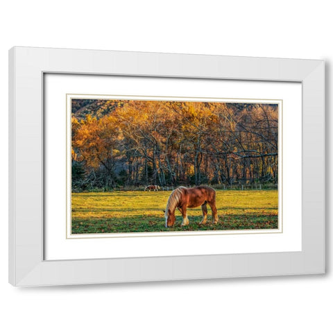 Cades Cove Horses At Sunset White Modern Wood Framed Art Print with Double Matting by Galloimages Online