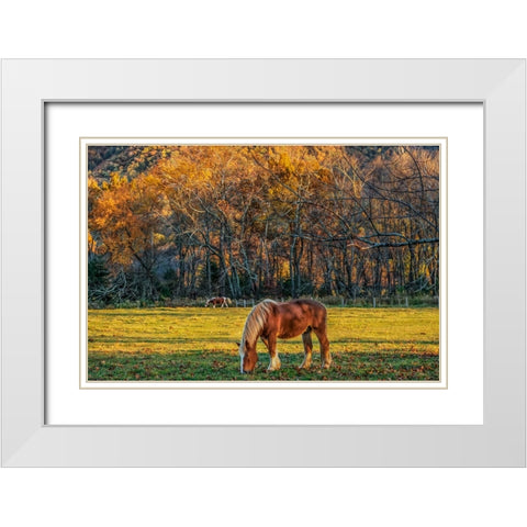 Cades Cove Horses At Sunset White Modern Wood Framed Art Print with Double Matting by Galloimages Online