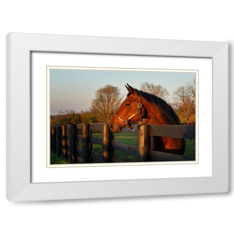 Horse At Sunset White Modern Wood Framed Art Print with Double Matting by Galloimages Online