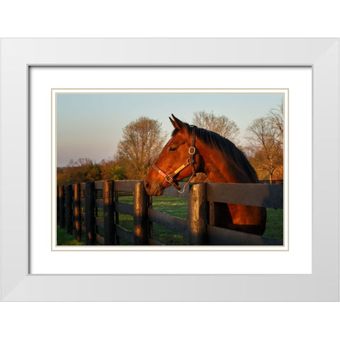 Horse At Sunset White Modern Wood Framed Art Print with Double Matting by Galloimages Online