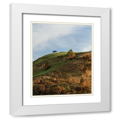 Horse On Hill (TRNP) White Modern Wood Framed Art Print with Double Matting by Galloimages Online