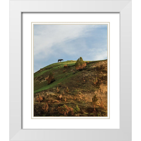 Horse On Hill (TRNP) White Modern Wood Framed Art Print with Double Matting by Galloimages Online